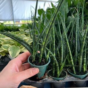 2” Green Sansevieria mikido